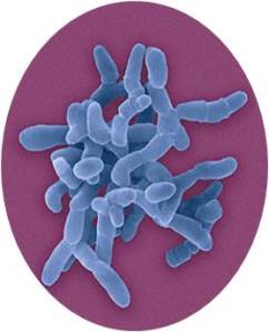 Mycobacterium paratuberculosis