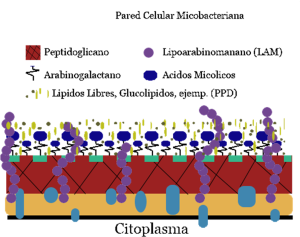 pared celular micobacteriana